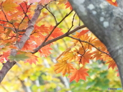 紅葉の日本庭園39