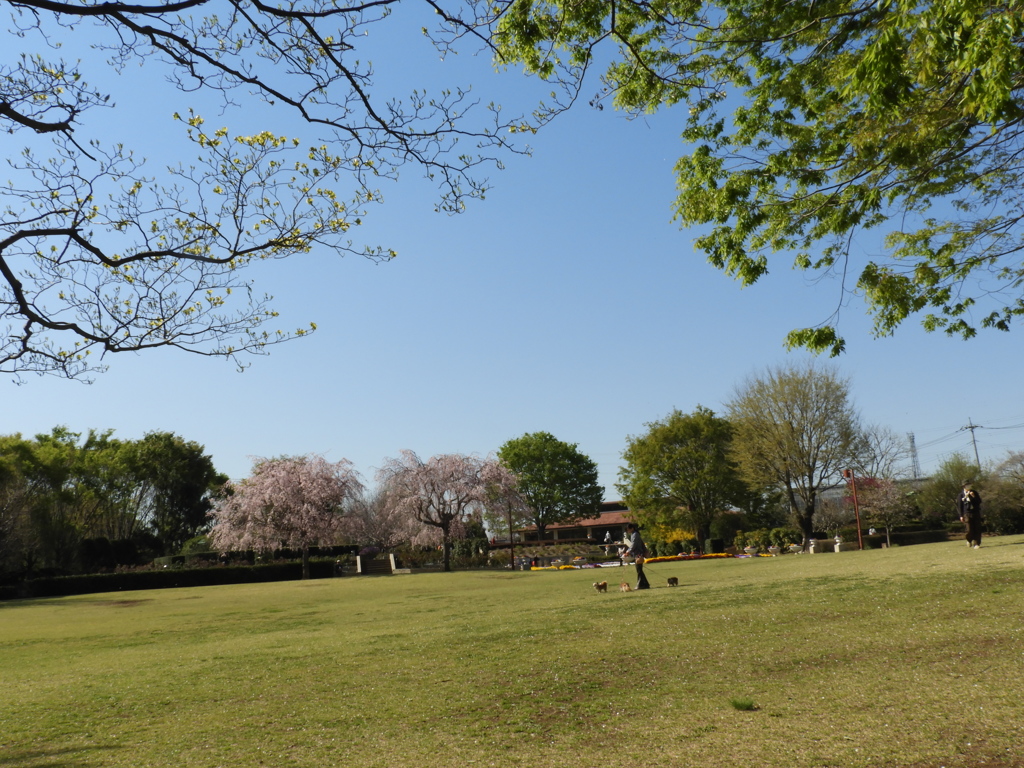 枝垂れ桜10