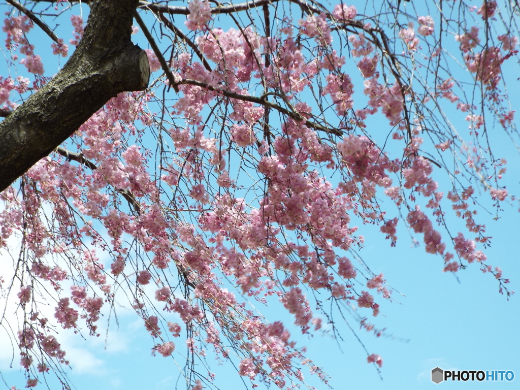 枝垂れ桜8
