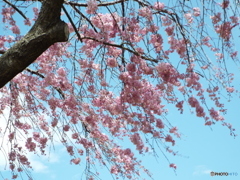 枝垂れ桜8