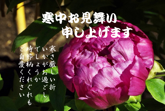 寒中お見舞い14