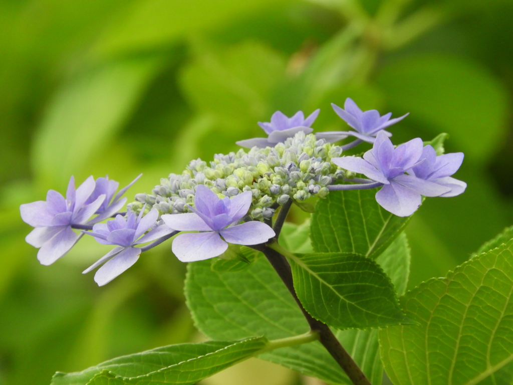 豊島園・額紫陽花9