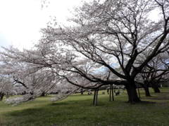昭和記念公園・桜7