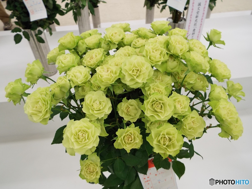 薔薇11