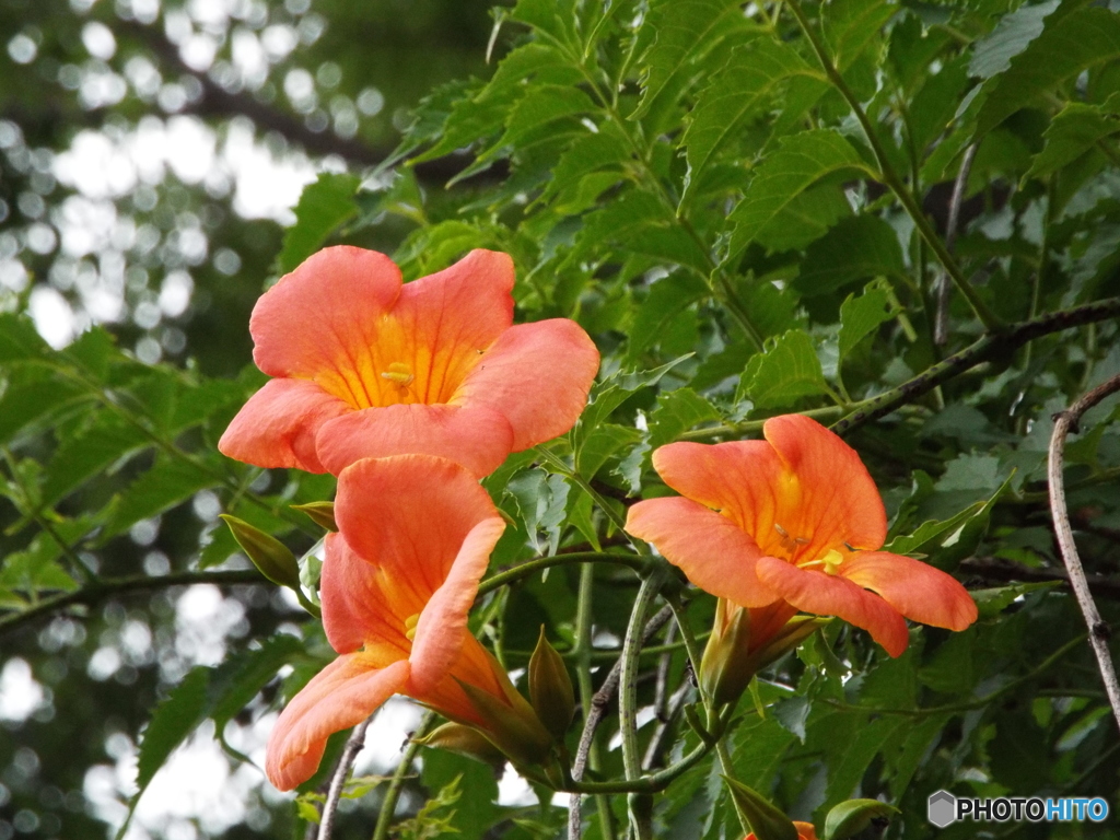 凌霄花 （のうぜんかずら）