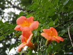 凌霄花 （のうぜんかずら）