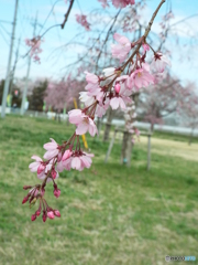 枝垂桜3