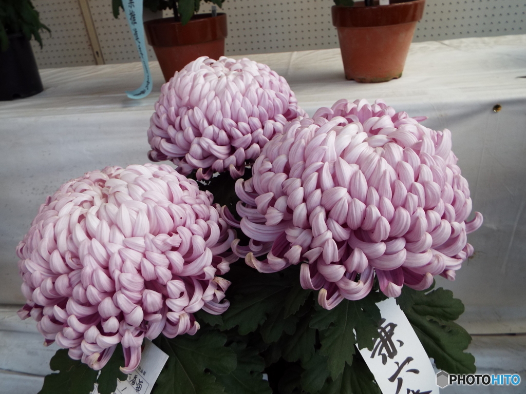小江戸川越菊まつり3
