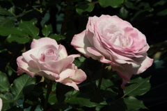 智光山公園・薔薇9
