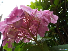 東京都薬用植物園・紫陽花1