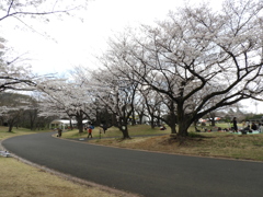 お花見6