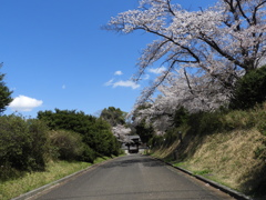 天岑寺桜10