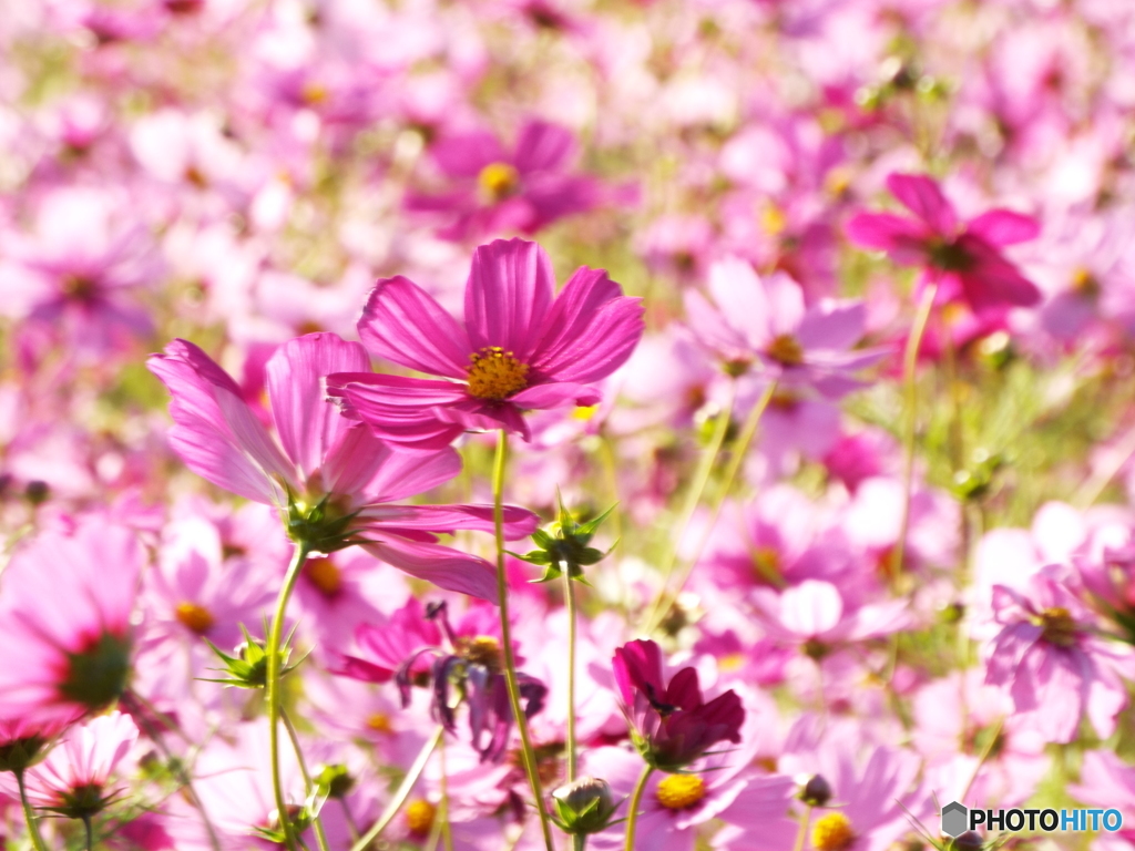 秋桜4