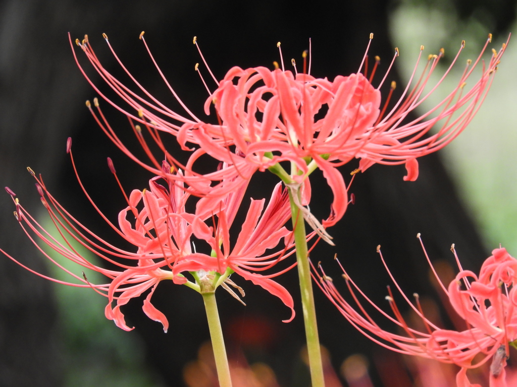 曼珠沙華20