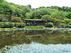 皇居東御苑9