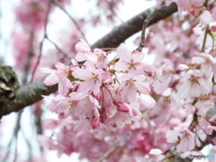 枝垂桜5