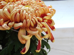 菊花展14