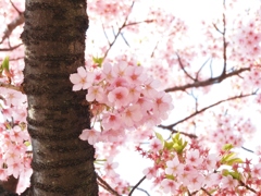 修善寺桜6