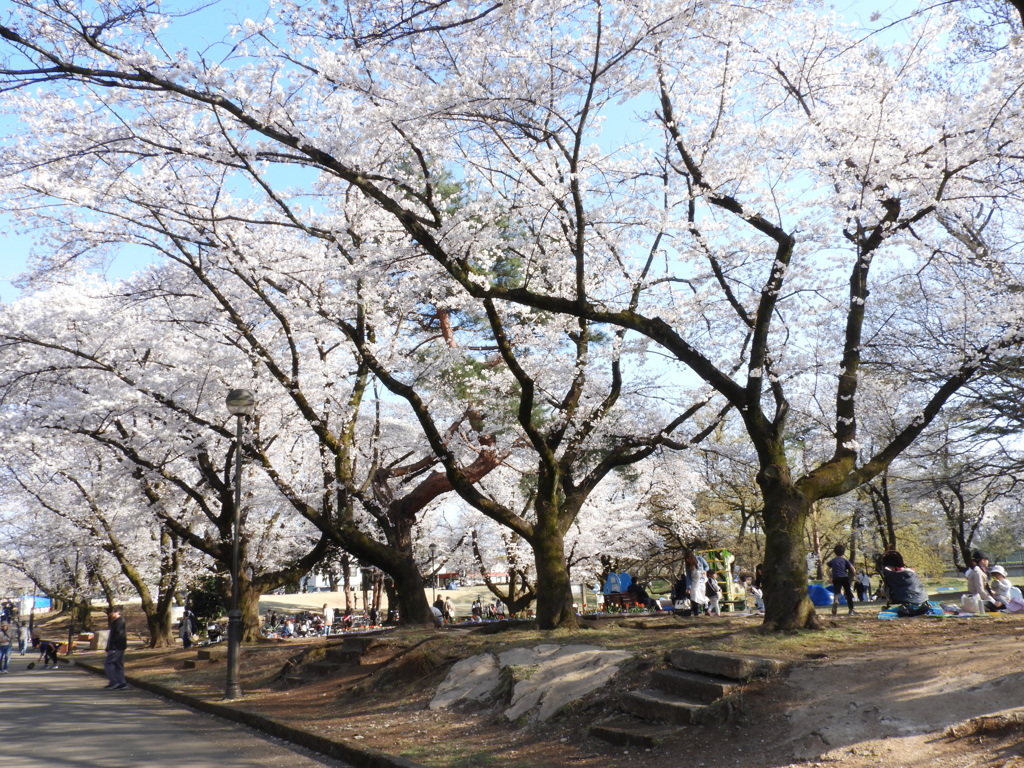 稲荷山公園・桜 6