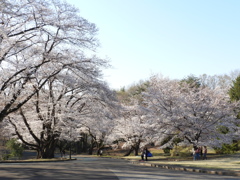 稲荷山公園・桜13