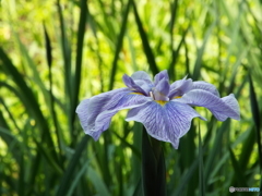 花菖蒲12