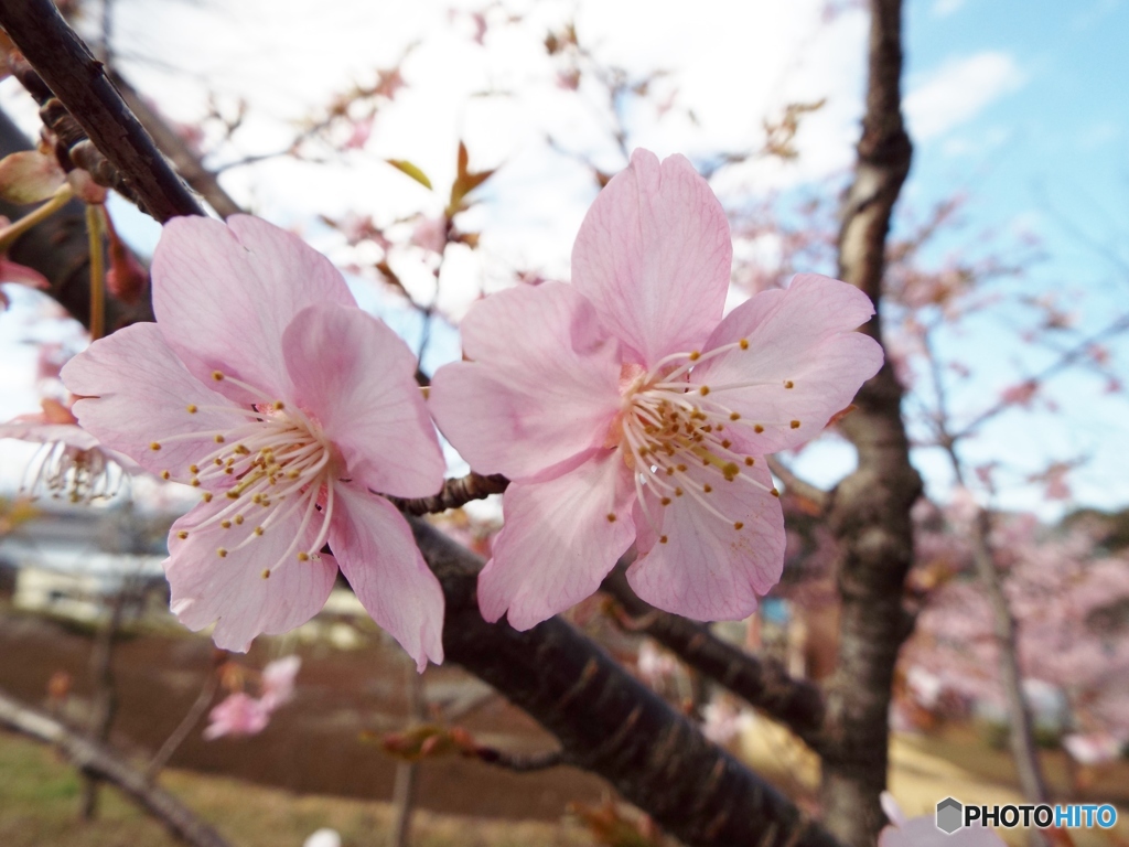 河津桜18