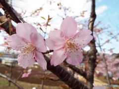 河津桜18