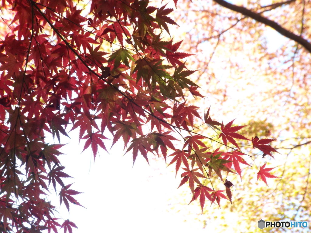 殿ヶ谷戸庭園・もみじ17