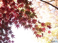 殿ヶ谷戸庭園・もみじ17