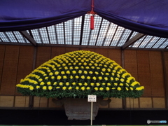 新宿御苑菊花壇展11