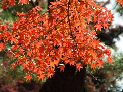殿ヶ谷戸庭園・もみじ6