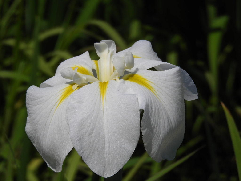 北山公園・菖蒲苑3