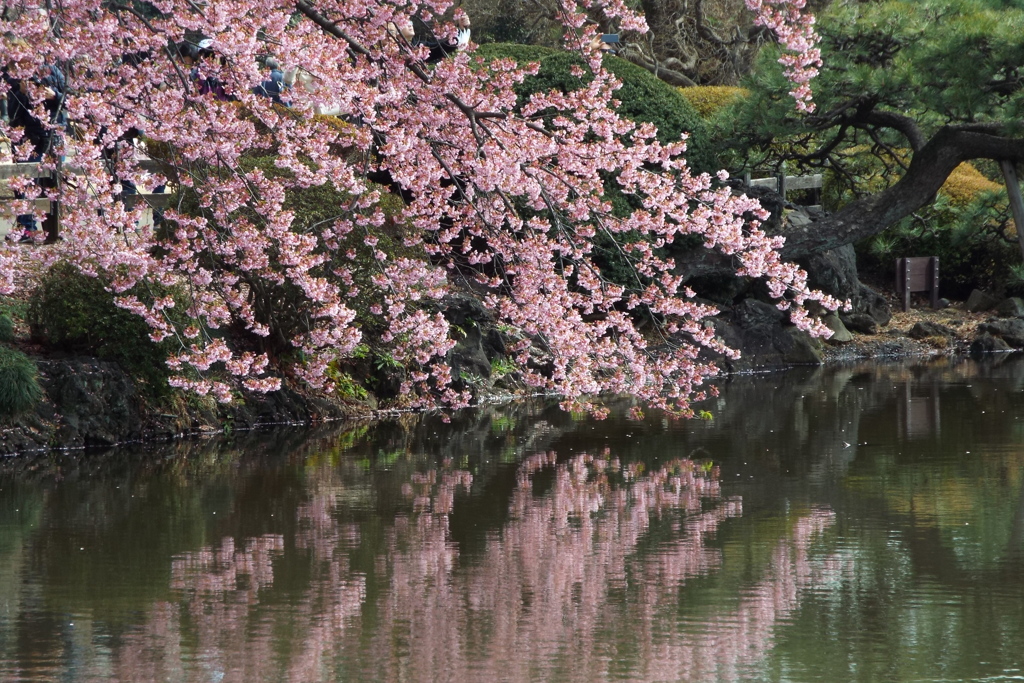 修善寺寒桜3
