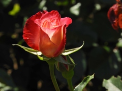 薔薇1