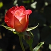 薔薇1