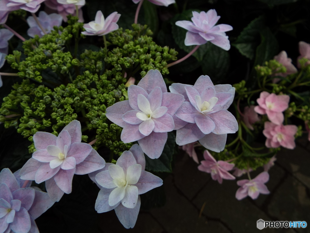 豊島園・紫陽花5
