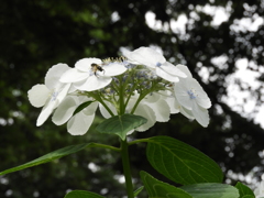 豊島園・額紫陽花10