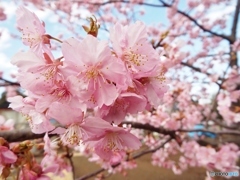 河津桜4
