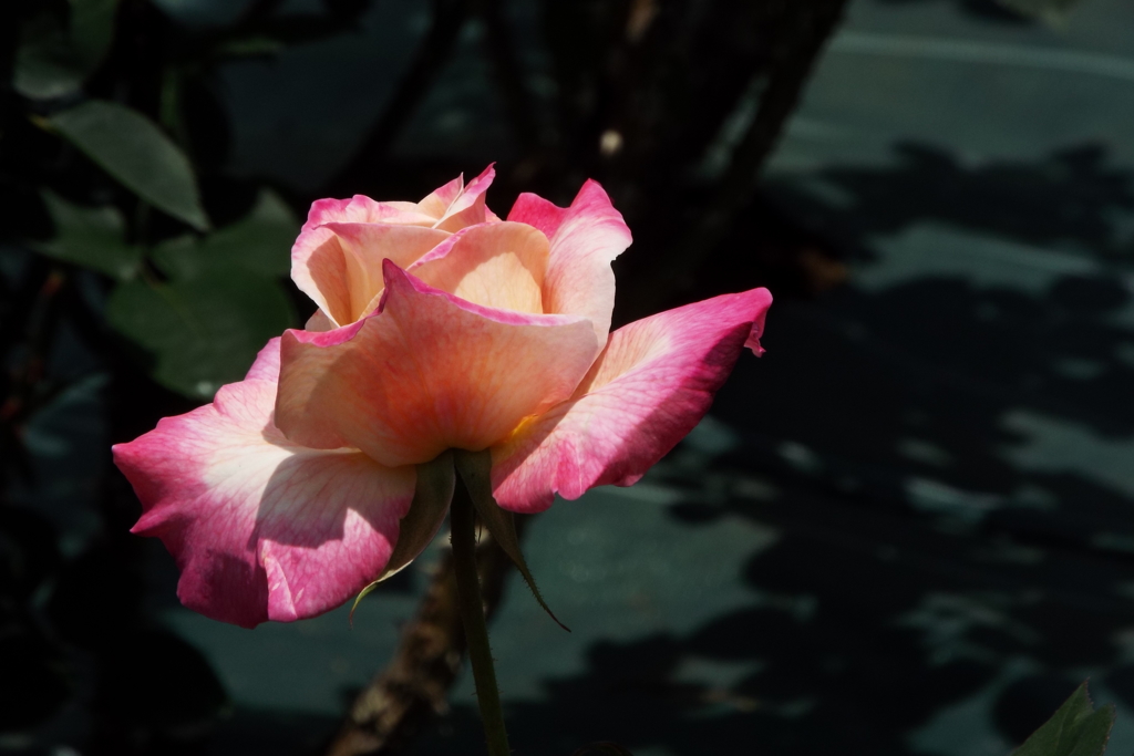 智光山公園・薔薇2