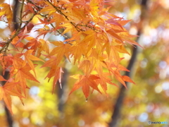 殿ヶ谷戸庭園・もみじ2