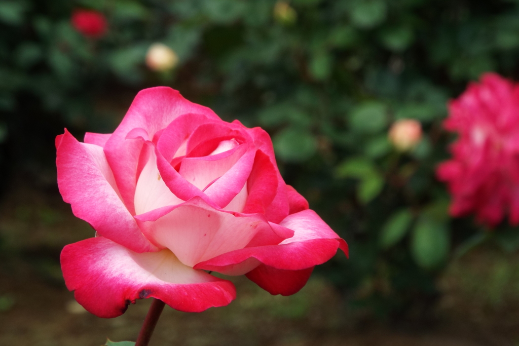 智光山公園・薔薇15