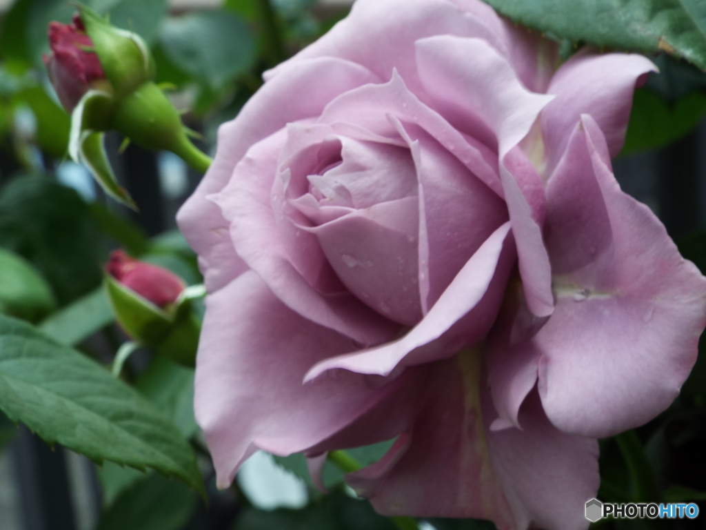 薔薇6