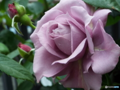 薔薇6