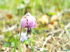 カタクリの花15