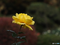 秋薔薇2