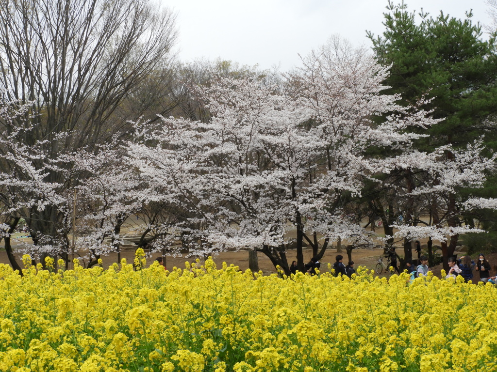 お花見10