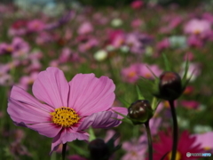 秋桜14