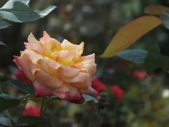秋薔薇1
