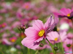 秋桜10