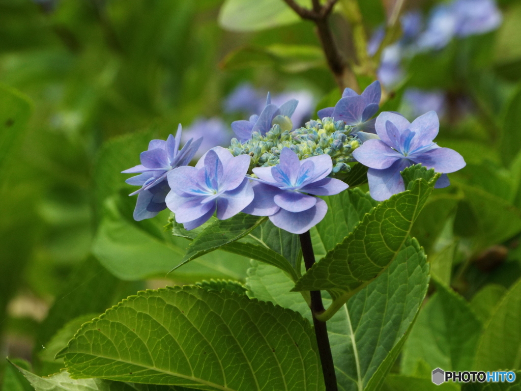 昭和記念公園・紫陽花10